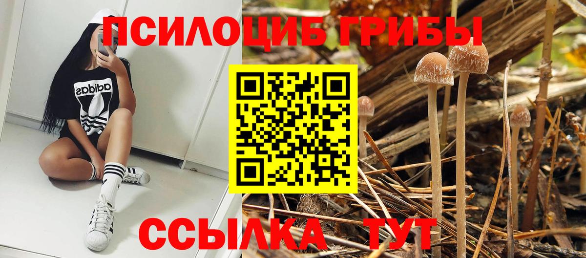 Севастополь  где можно купить   Вход с VPN  Псилоцибиновые грибы Psilocybine cubensis 
